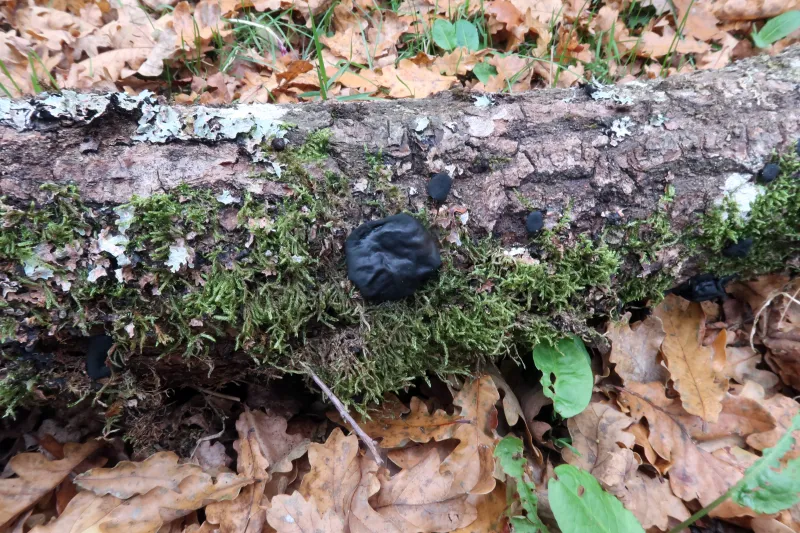 Bulgaria inquinans 1 - IMG_2223